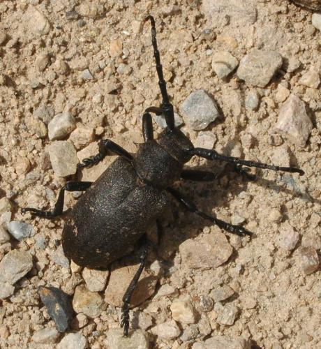 Réf. 214 054 : Lamia textor